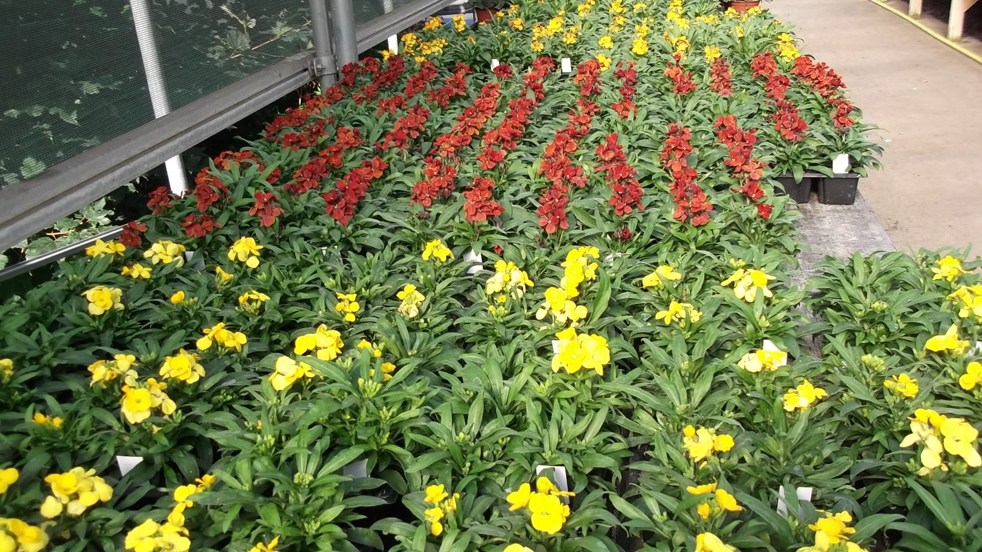 Wallflowers Giants Seat Garden Centre