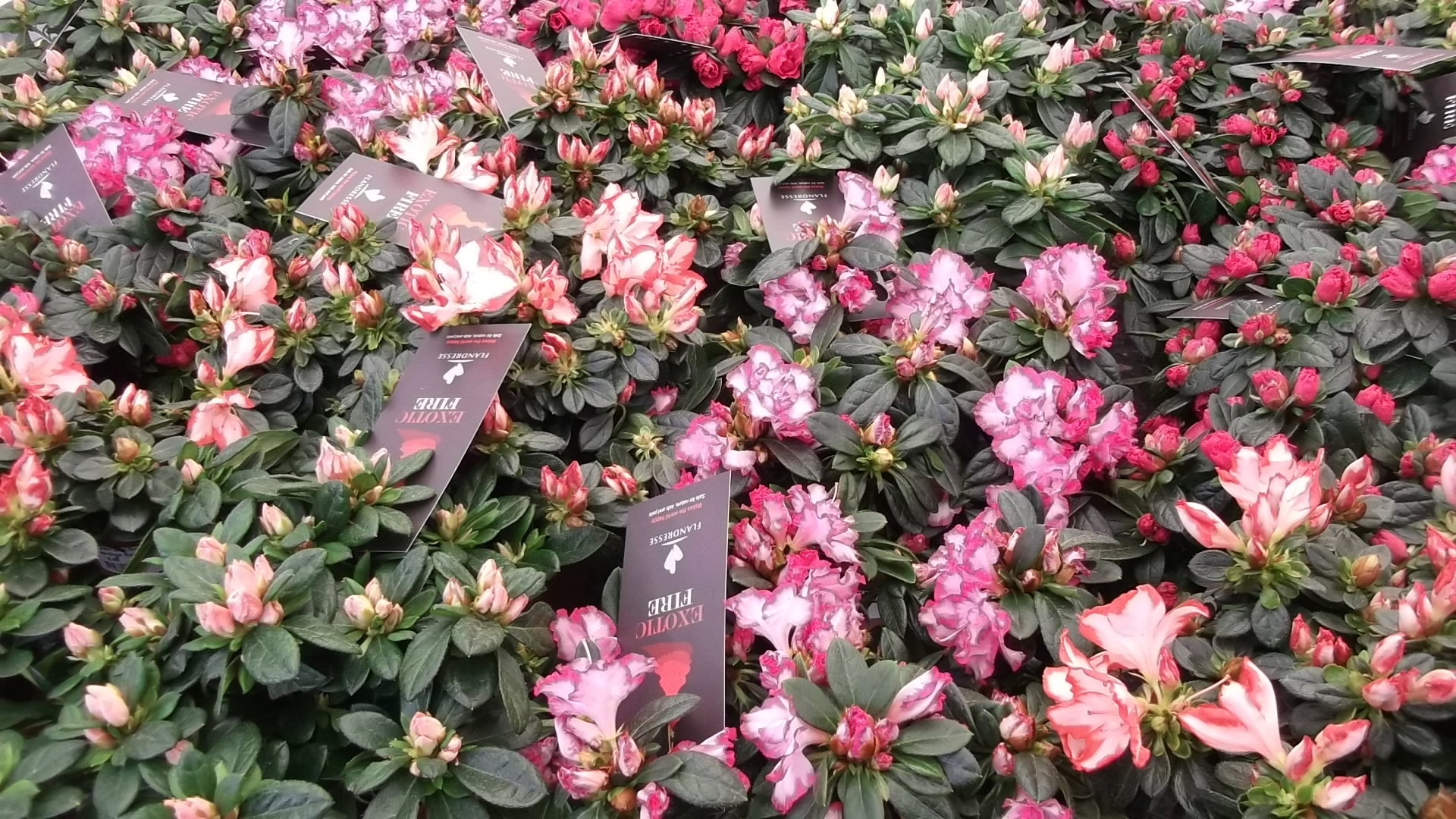 AZALEAS Giants Seat Garden Centre